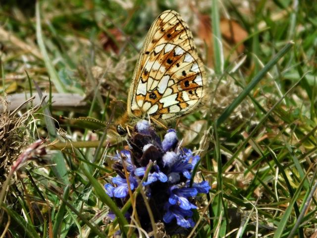 Small Pearl-bordered Fritillary, Clearbrook, Dartmoor, 16.5.20 (Dave Gregory)