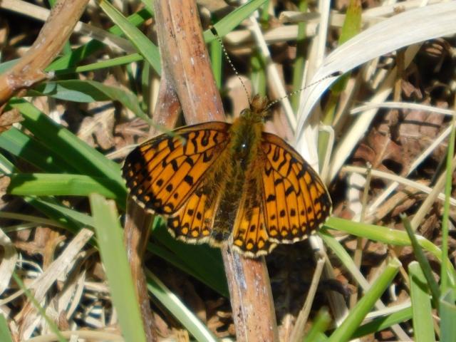 Small Pearl Bordered Fritillary [m], Roborough Down, 14.5.20 (Dave Gregory)