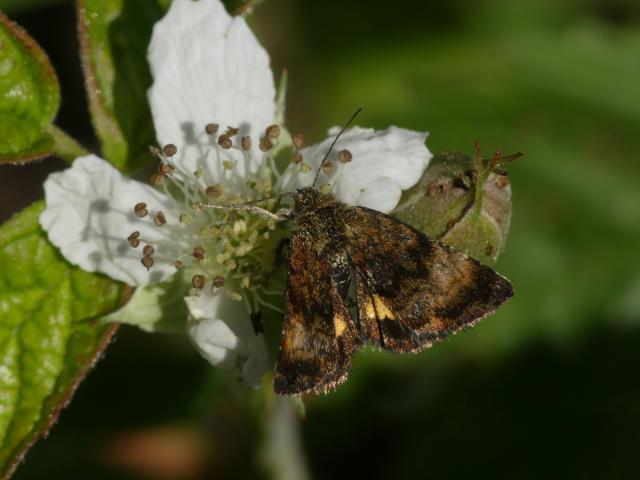 Small Yellow Underwing - Toby Ludlow