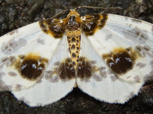 Clouded Magpie, Myrtleberry, Near Lynmouth, 14.6.20 (Danny Jarvis)