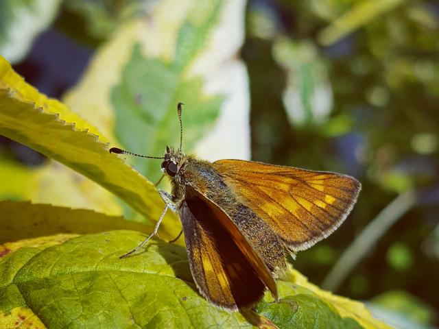 Large Skipper [f], Exeter, 7.6.20 (Emilie Planchon Wipperfurth)
