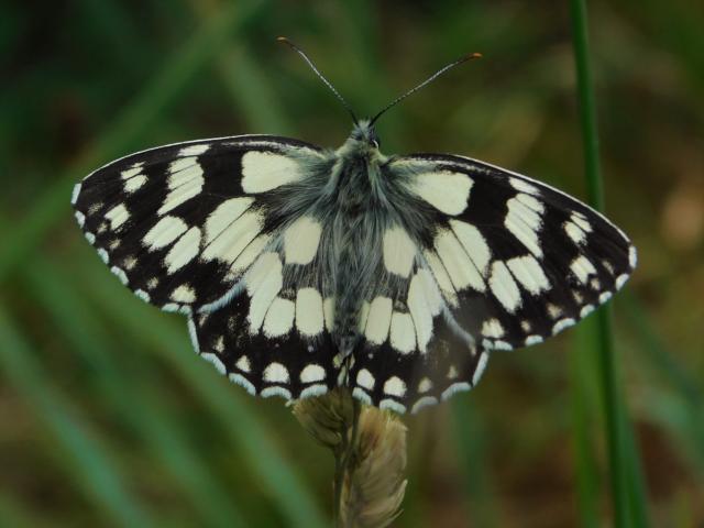 Marbled White, Bircham Valley, LNR, Plymouth, 8.6.20 (Dave Gregory)