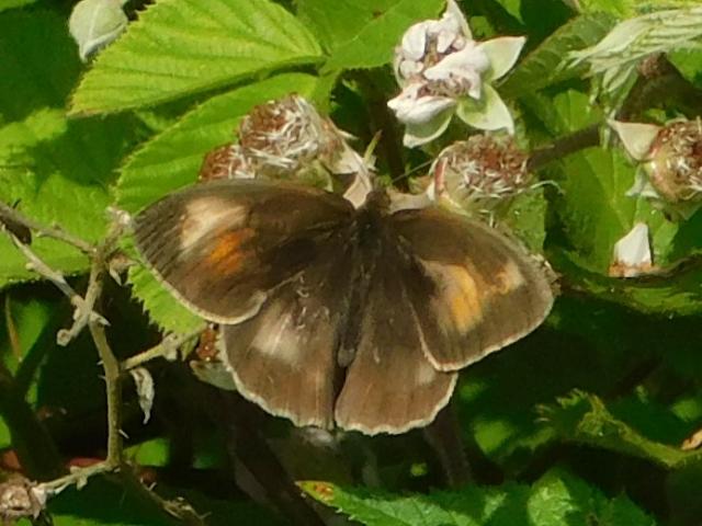Meadow Brown [aberrant form], Blunts Lane Meadow, Plymouth, 11.6.20 (Dave Gregory)