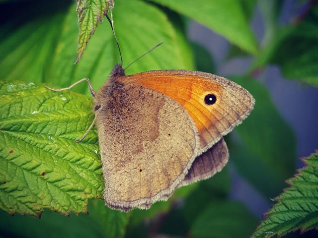 Meadow Brown, Exeter, 7.6.20 (Emilie Planchon Wipperfurth)