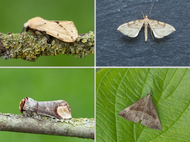 North Somercotes Moths (Mark Johnson)