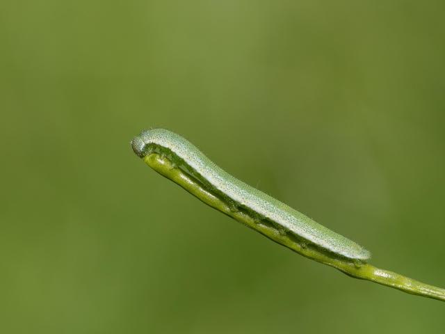 Orange-tip larva (Mark Johnson)