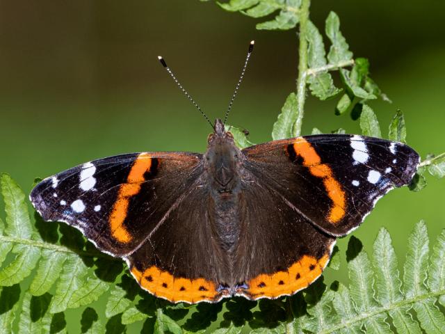 Red Admiral - Mike Pickwell