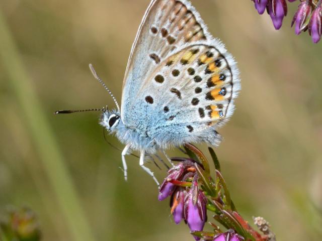 Silver-studded Blue [m], Woodbury Common, 2.6.20 (Penny Wills)