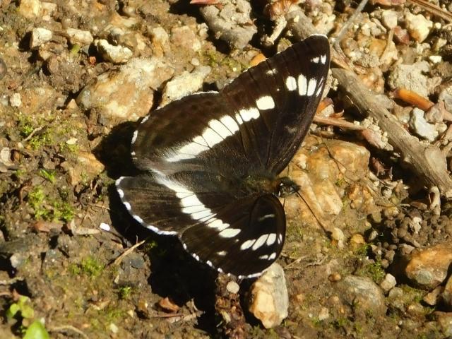 White Admiral, Bovey Valley Woodlands, 23.6.20 (Dave Gregory)
