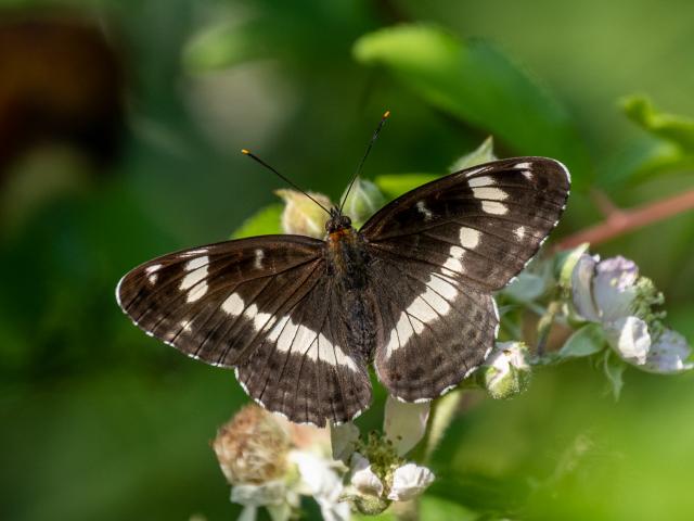 White Admiral (Mike Pickwell)