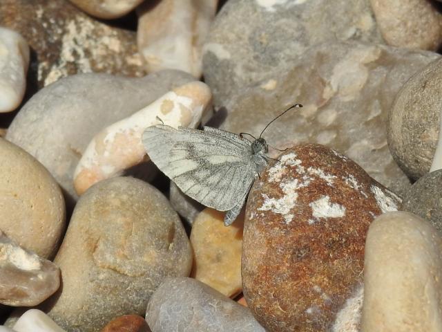 Wood White [m], Littlecombe Shoot, Branscombe, 2.6.20 (Dave Helliar)