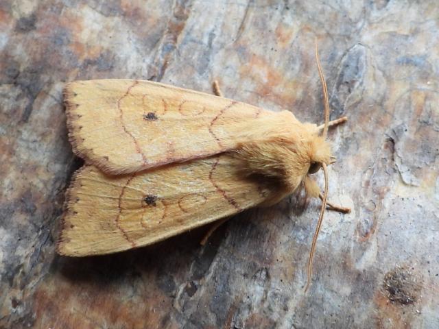 Angle-striped Sallow (Andy Sims)