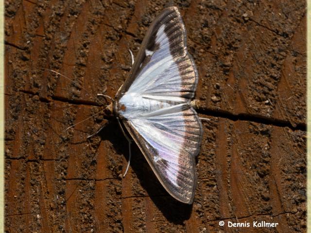 Boxtree Moth, Paignton, 17.7.20 (Dennis Kallmer)