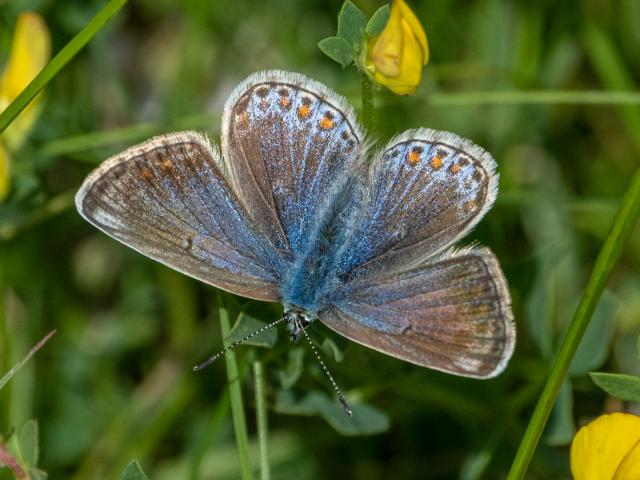 Common Blue female (Mike Pickwell)