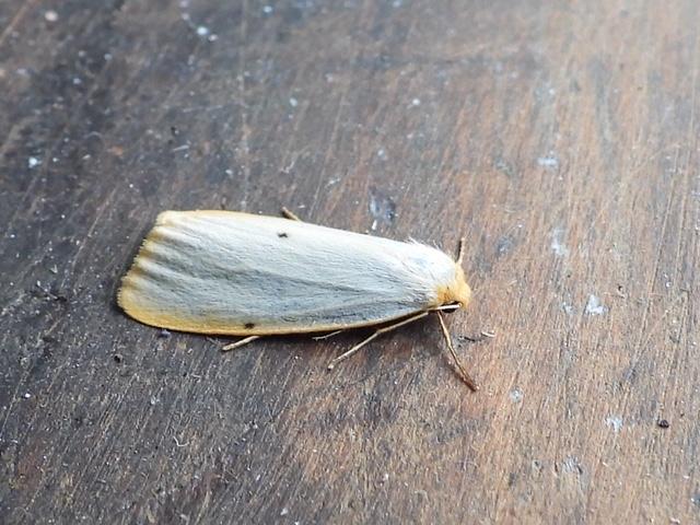 Four-dotted Footman (Andy Sims)