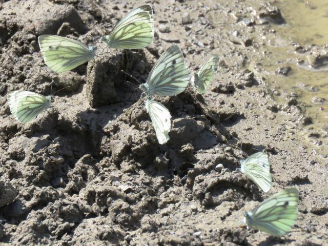 Green-Veined Whites [puddling for minerals], Meeth Quarry DWT Res, 22.7.20 (Kev & Jacki Solman)