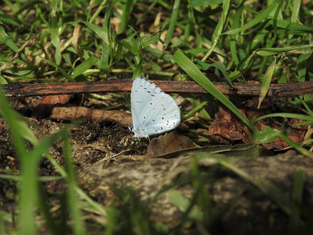 Holly Blue [m, puddling for minerals], Bovey Valley, 18.7.20 (Dave Holloway)