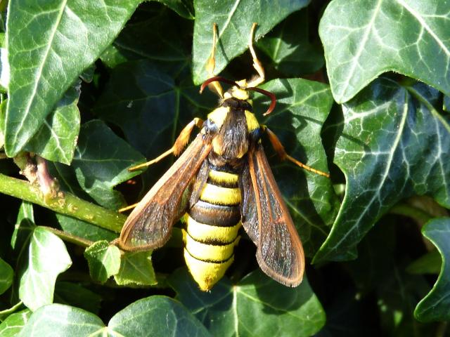 Hornet Moth female (Pete Smith)