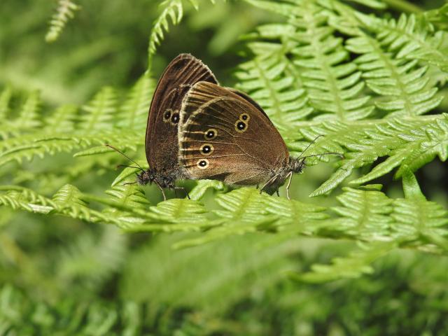 Ringlets [in cop], Bovey Valley, 18.7.20 (Dave Holloway)