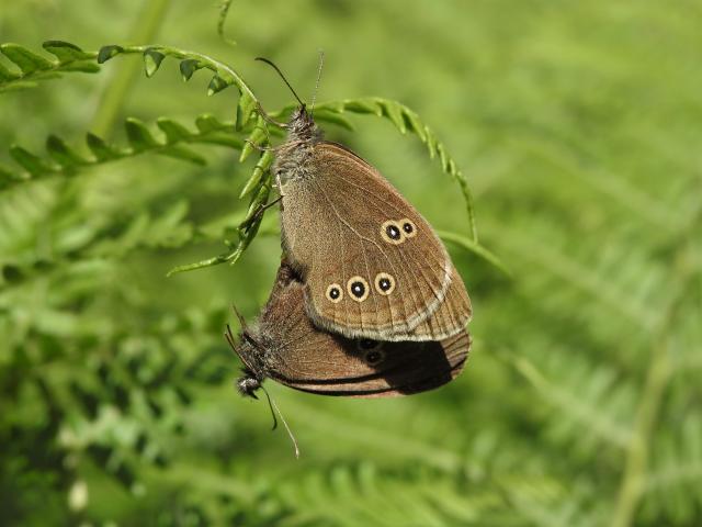 Ringlets [in cop], Bovey Valley, 18.7.20 (Dave Holloway)