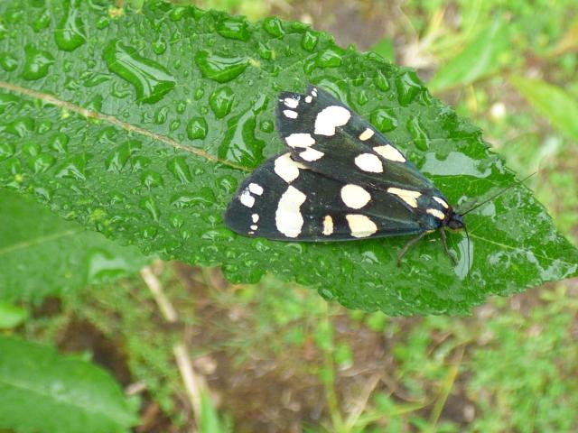 Scarlet Tiger Moth at Snakeholme (John Davison) 150720