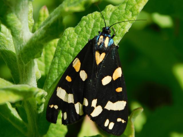 Scarlet Tiger Moth, Bircham Valley LNR, 6.7.20 (Dave Gregory) 