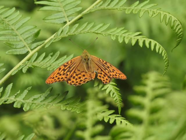 Silver-washed Fritillary [m], Bovey Valley, 18.7.20 (Dave Holloway)