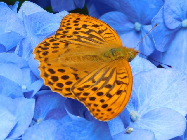 Silver-washed Fritillary [m], Garden, Derriford, 7.7.20 (Dave Gregory)