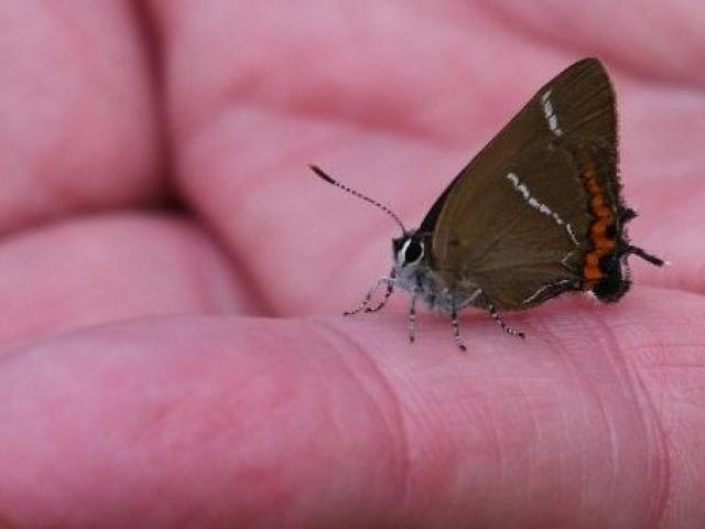 Warming a Cold, Exposed White-letter Hairstreak Before Release, Central Park, Plymouth, 28.6.20 (Dave Gregory)