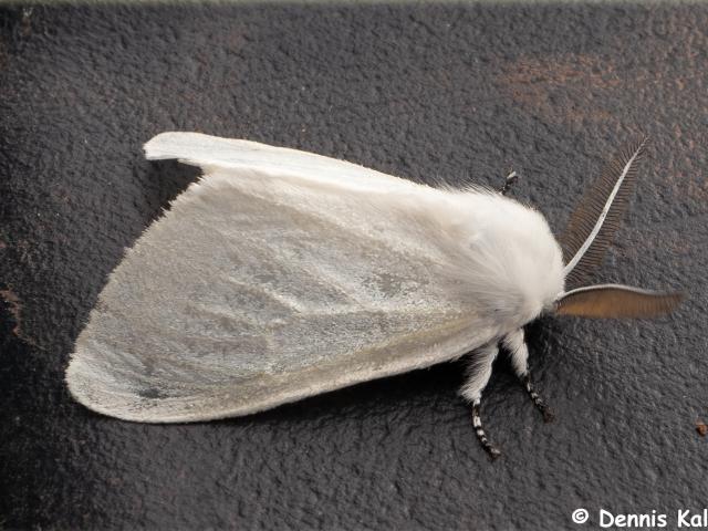 White Satin Moth, Garden. Paignton, 8.7.20 (Dennis Kallmer)