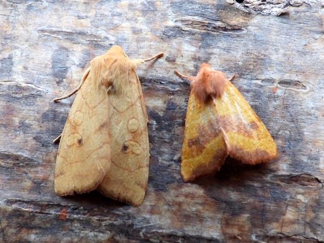 Angle-striped Sallow and Centre-barred Sallow (Andy Sims)