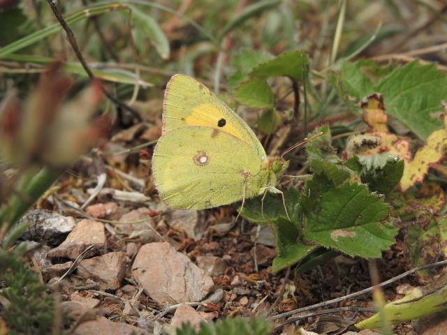 Clouded Yellow, Berry Head, 4.8.20 (Dave Holloway)