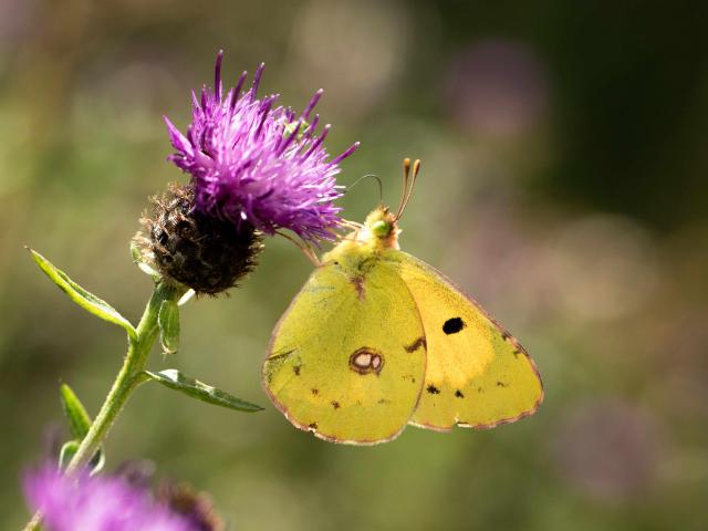 Clouded Yellow (Dave Thompson)