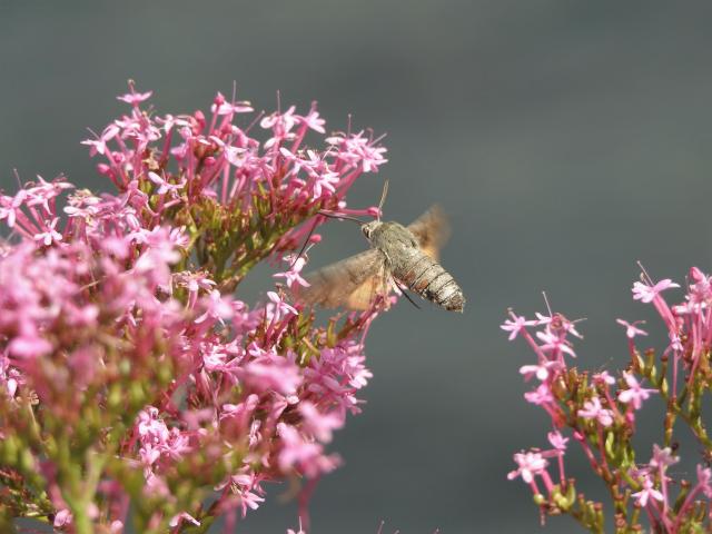 Hummingbird Hawk-moth, Berry Head, 2.8.20 (Dave Holloway)