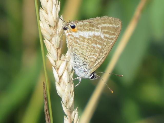 Long-tailed Blue [f], Seaton, 9.8.20 (Rob Souter)