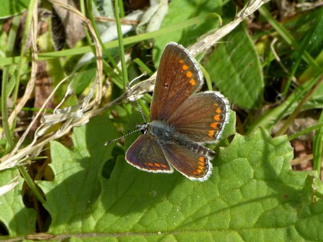 Brown Argus (Dave Wright)