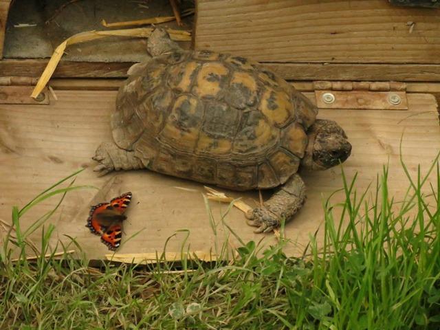 Pair of Small Tortoiseshells! (Gary Watson)