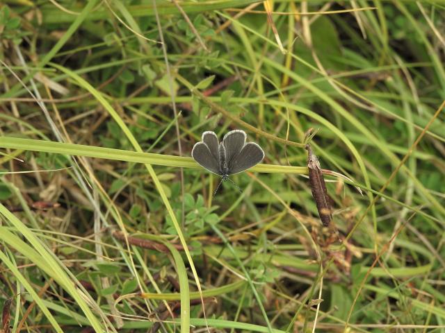 Small Blue [f], Berry Head, 2.8.20 (Dave Holloway)
