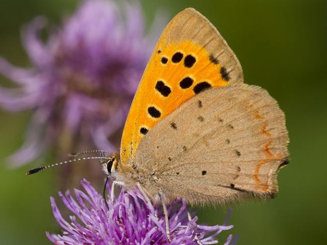 Small Copper (Mike Pickwell)