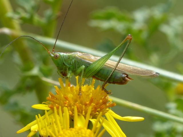 Long-winged Conehead (Dave Wright)