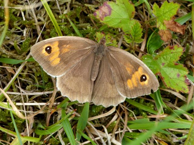 Meadow Brown (Dave Wright)