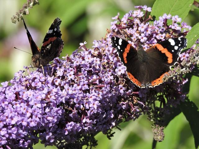 Red Admirals, Clennon Lakes, Paignton, 1.9.20 (Dave Holloway)