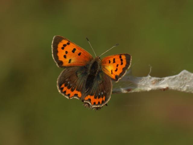 Small Copper (Toby Ludlow)