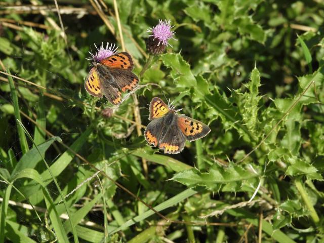 Small Coppers, Clennon Lakes, Paignton, 1.9.20 (Dave Holloway)
