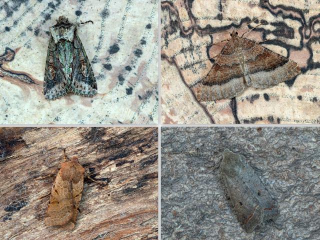 Moths from North Somercotes