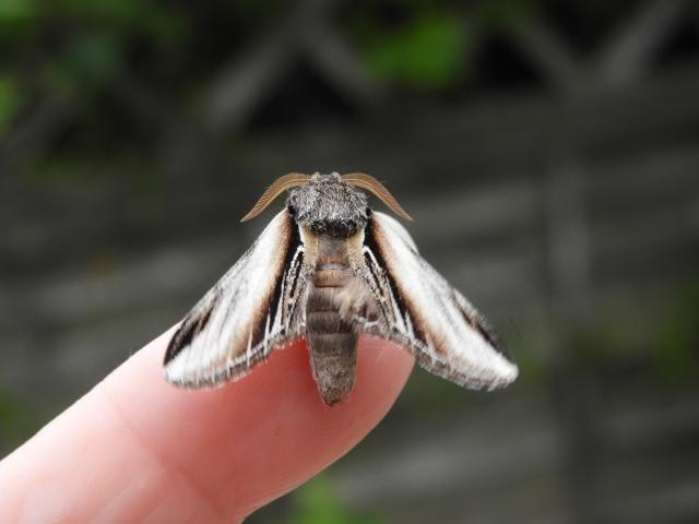 Norfolk PC2020 Swallow Prominent