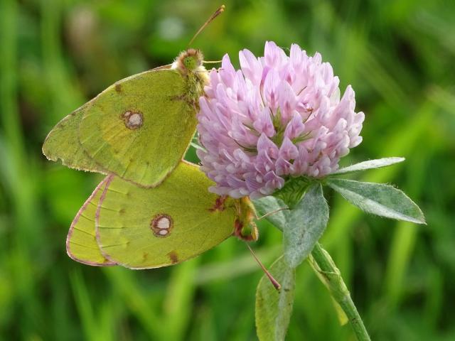 Norfolk PC2020 Clouded Yellow
