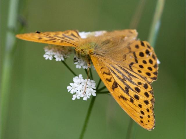 Norfolk PC2020 Silver-washed Fritillary