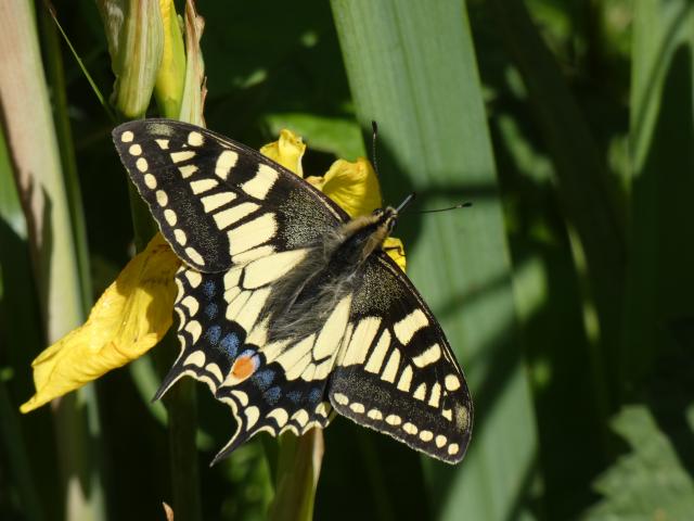 Norfolk PC 2020 Swallowtail
