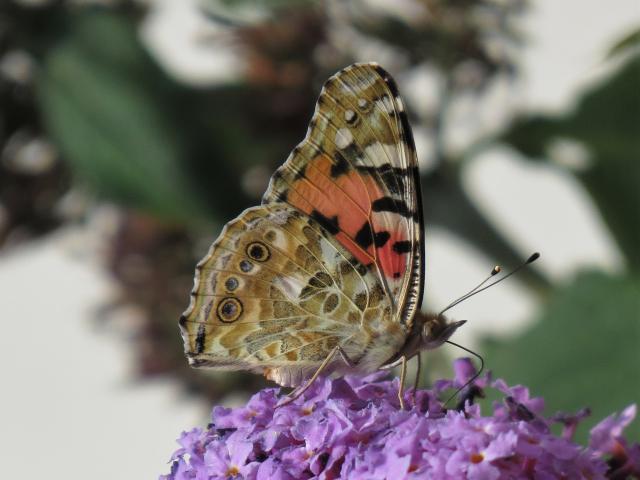 Norfolk PC2020 Painted Lady